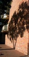 Street Shadows
